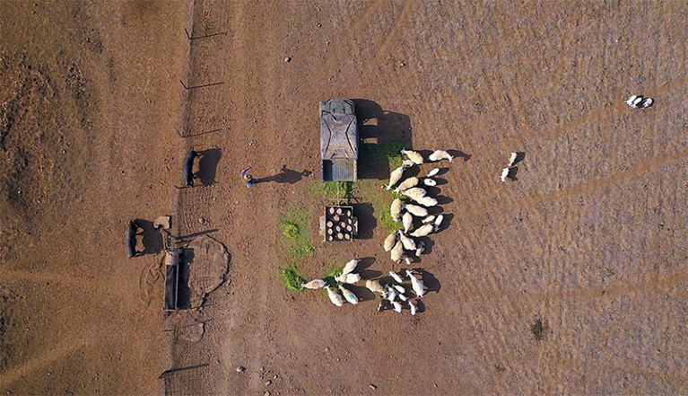 Aerial photo of a farmer (l) keeping a pig (l) away from his flock of sheep (c) as he feeds them on a drought effected property