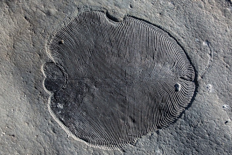 World's first animal was a pancake-shaped prehistoric ocean dweller