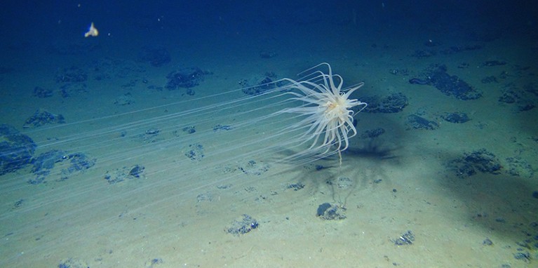 A white sea creature with long, spindly tentacles clings to a stalk just above the ocean floor.