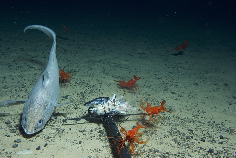 Crustaceans and a fish gather around bait laid to attract them to a camera on the sea floor.