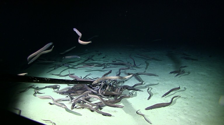 Many grey eels congregate around a baited video camera on the sea floor.
