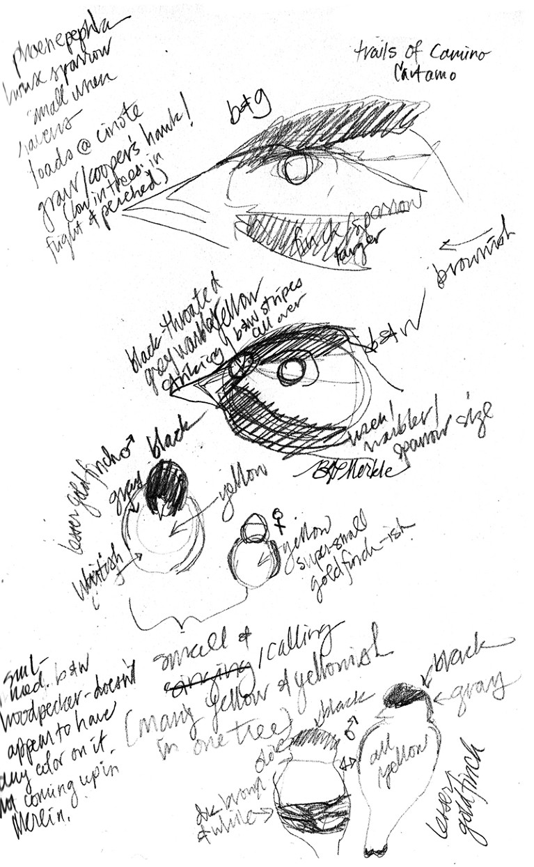 Drawn to science