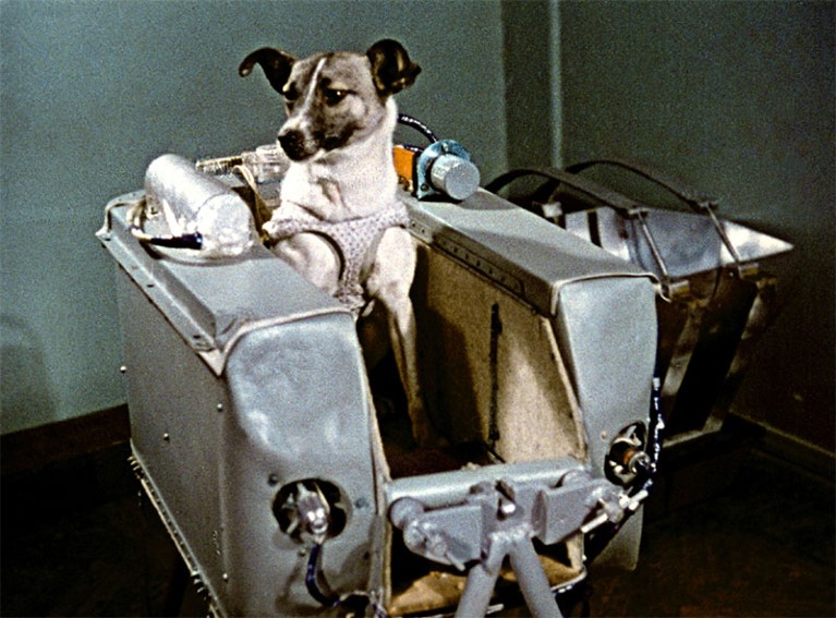 Laika the dog (mongrel, possibly part terrier) in a metallic carry case in the corner of a room.
