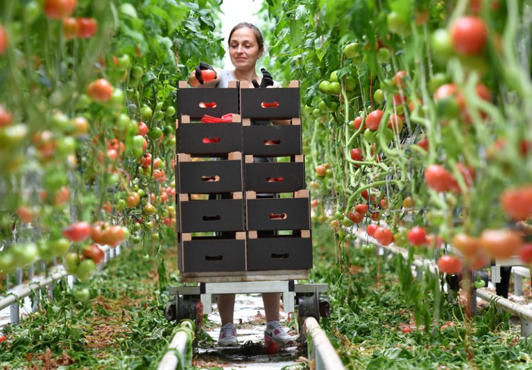 Worker harvesting tomatoes in a greenhouse
