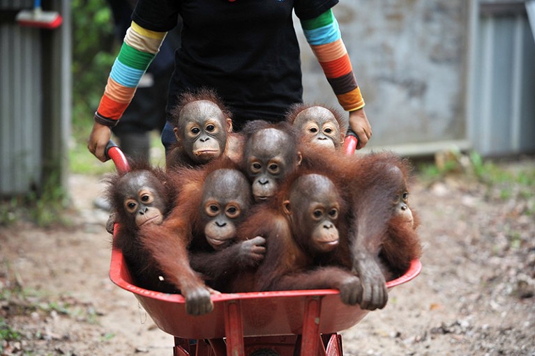 Young orangutan in a wheelbarrow at the International Animal Rescue Orangutan Safety and Conservation Center in West Kalimantan