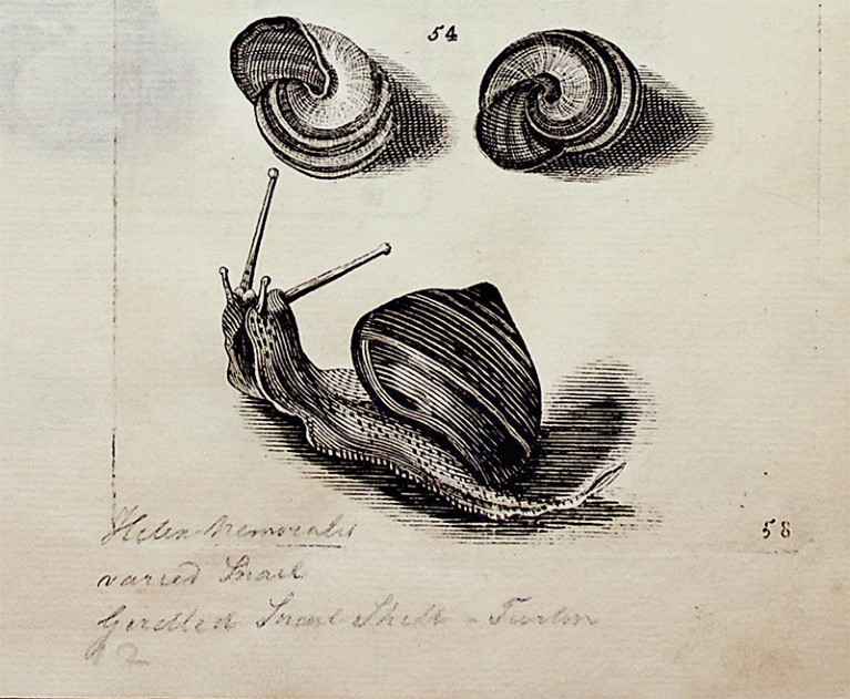 Snail illustration by the Lister sisters