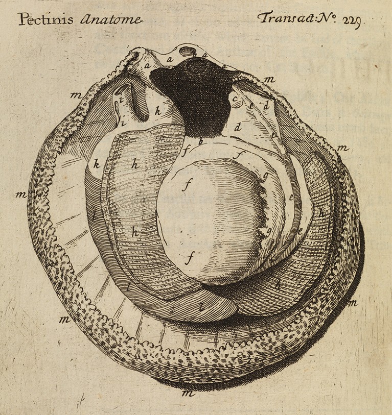 Engraving of a scallop with labelling. To the right text reads 'TranscatLNo.229'