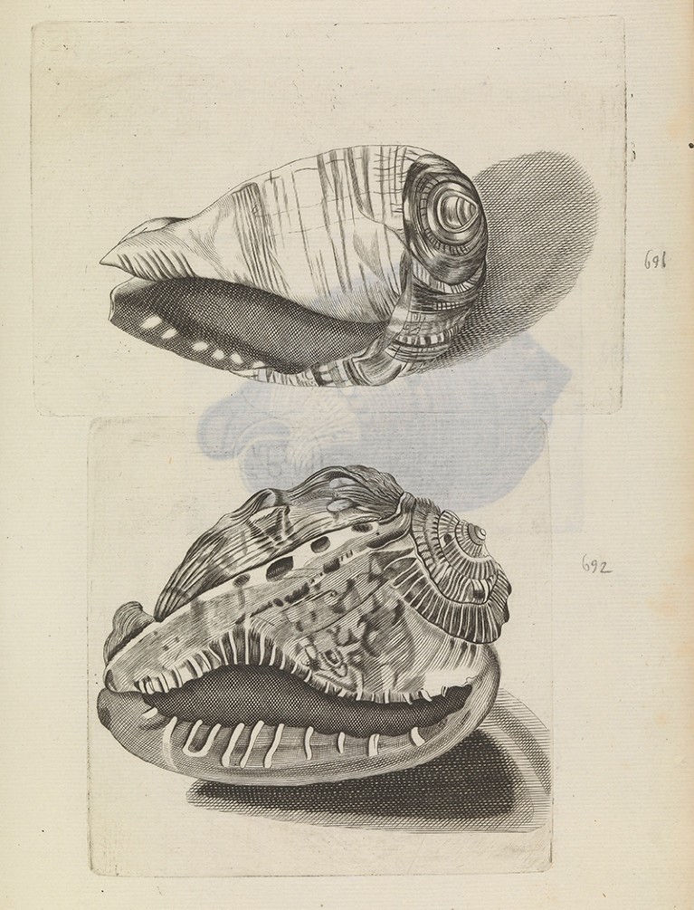 Two engravings of shells. A third shell from the overleaf page is just visible through the thin paper