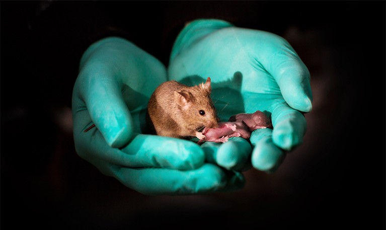 Healthy adult bimaternal female mouse (born to two mothers) with her own offspring