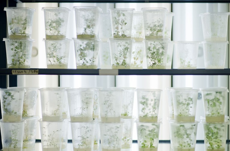 Plant research in a biology laboratory