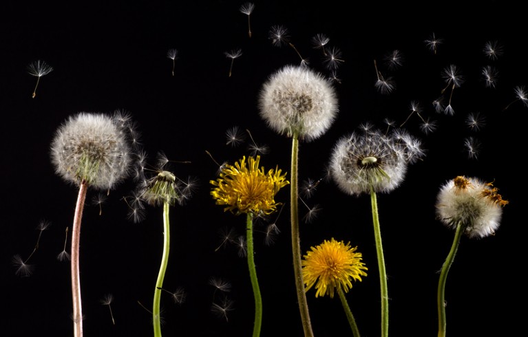 Dandelions