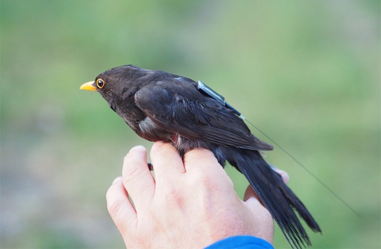 一只背上挂着伊卡洛斯标签的黑鸟栖息在一只手上