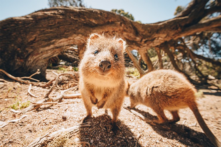 Photo of quokkas