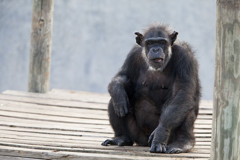 Retired lab chimp Sandy lives at Chimp Haven