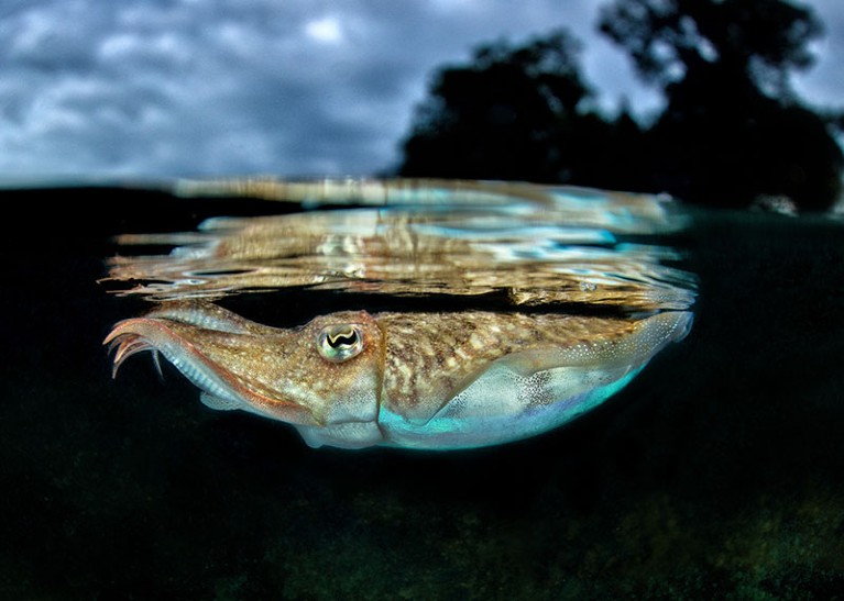Common cuttlefish (Sepia officinalis) under the surface of the Mediterranean Sea