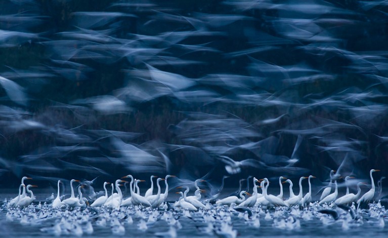 Great egrets and gulls fly around a pond