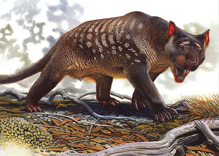 Illustration of Thylacoleo carnifex stalking the forest floor in search of prey