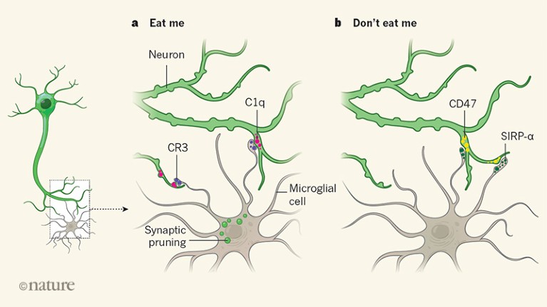 A 'don't eat me' immune signal protects neuronal connections