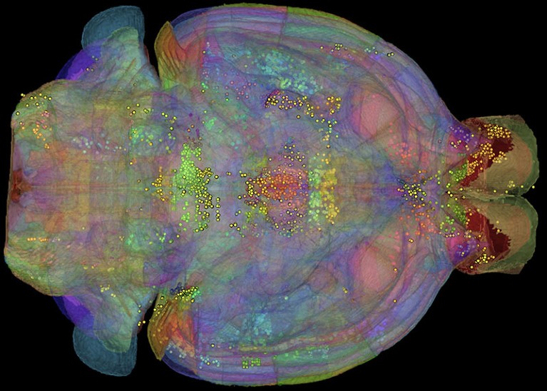 Allen Reference Atlas registered to whole brain CLARITY