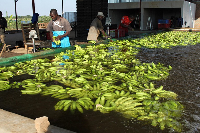 Banana plantation in Zambia