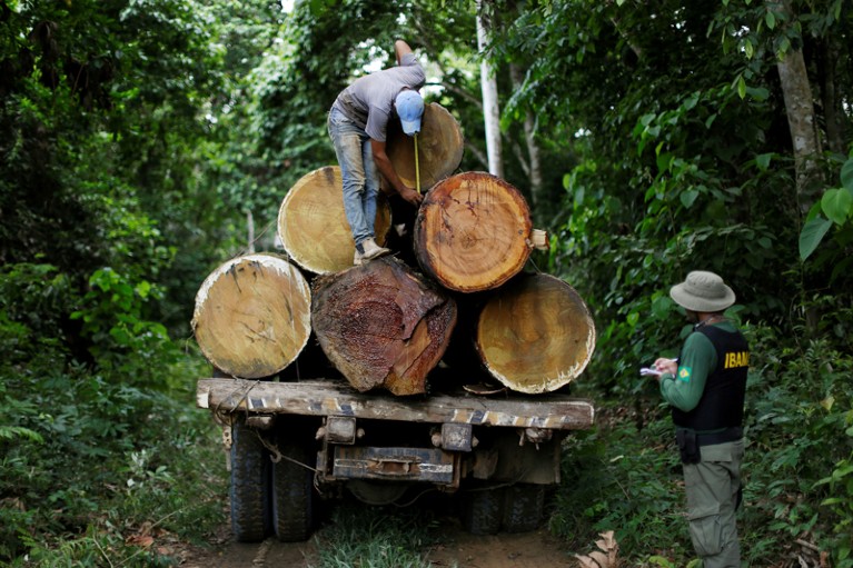 Brazilian government agent measures a tree trunk during an operation to combat illegal logging