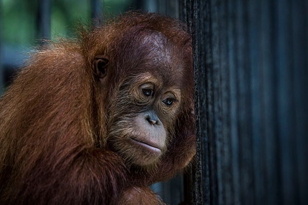 A sumatran orangutan at the Sumatran Orangutan Conservation Programme's rehabilitation center in Indonesia.