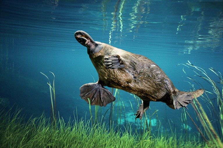 a duck billed platypus swims above green seaweed in blue water