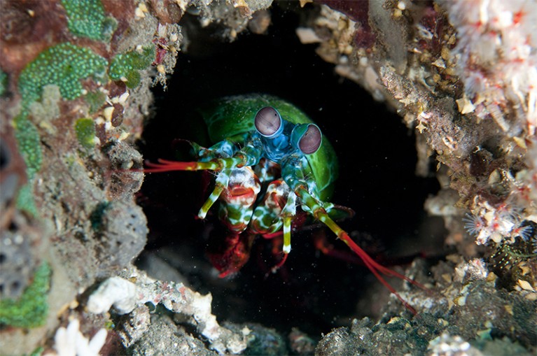 A brightly coloured mantis shrimp pokes its head out of a hole at a dive site in Indonesia