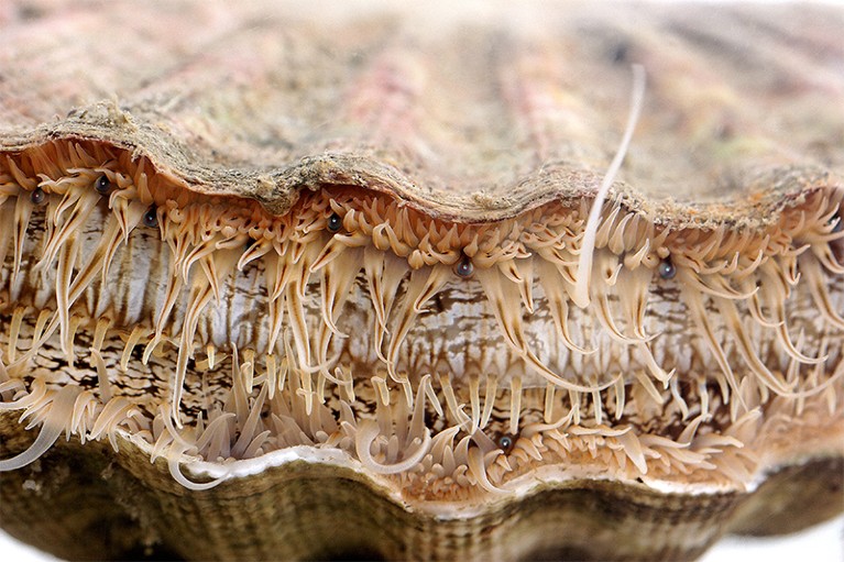 Closeup image of the mouth of a common scallop with tiny dark bead-like eyes