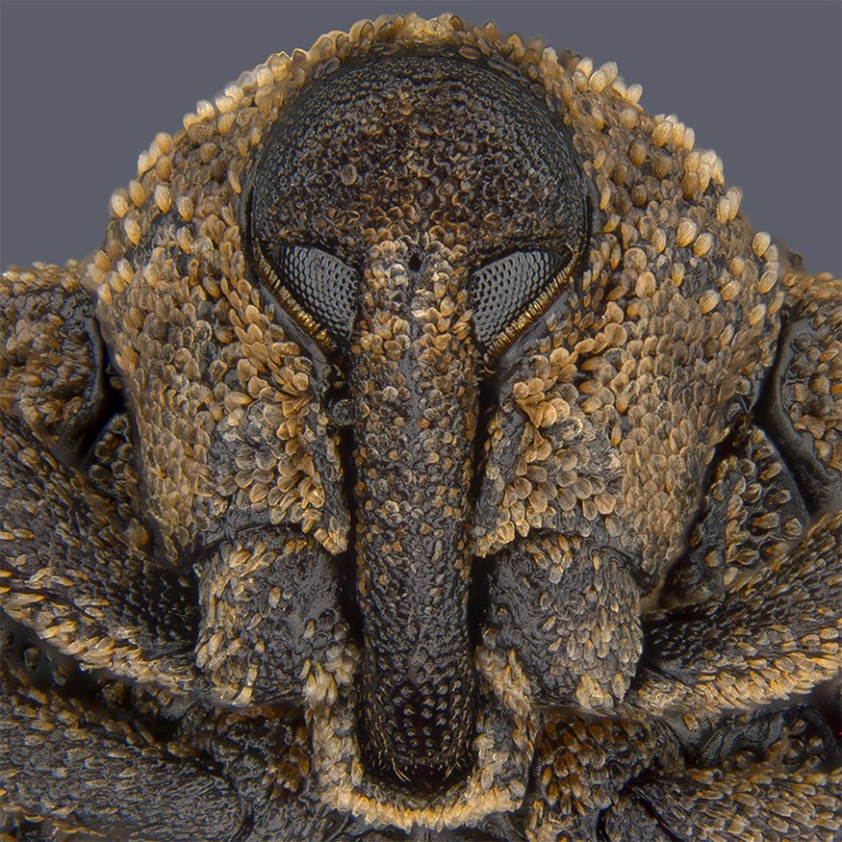 Closeup portrait of a Sternochetus mangiferae (mango seed weevil) with the appearance of brown scales