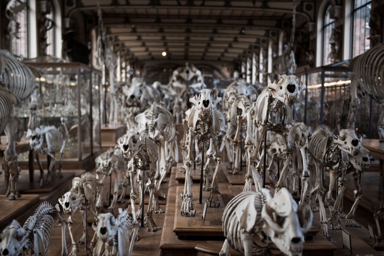 Animal skeletons on display