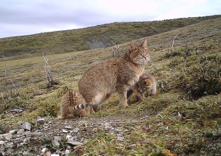 A Chinese mountain cat (Felis bieti) caught on camera with her two kittens near Yushu, in China’s Qinghai province.