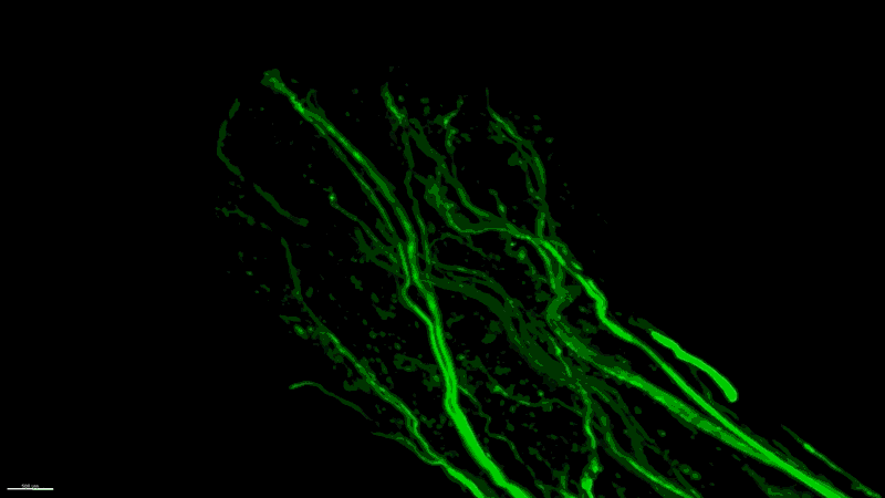 Gif showing a clip of panoptic vDISCO imaging revealing nerves (green) in a mouse