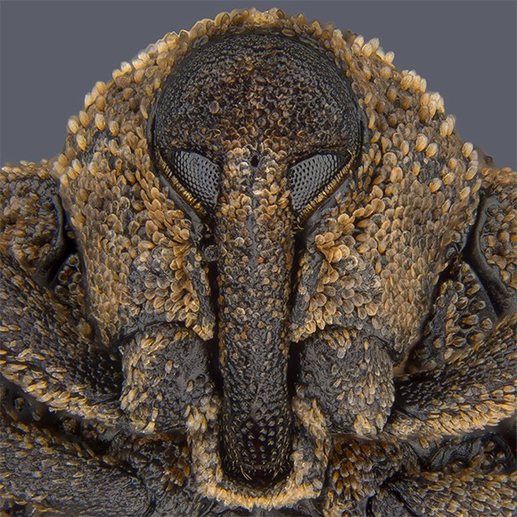 Closeup of a mango-seed weevil face with feather-like skin.