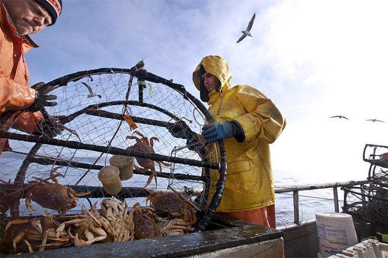 Two fisherman lower a round temporary holding crab with dungeness crabs on a ship near Bodega Bay, California