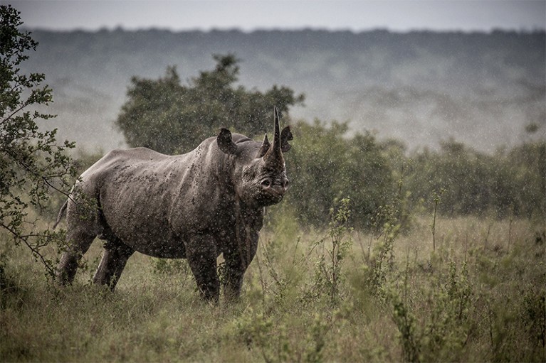 A black rhino stands in pouring rain in a wildlife reserve in Kenya