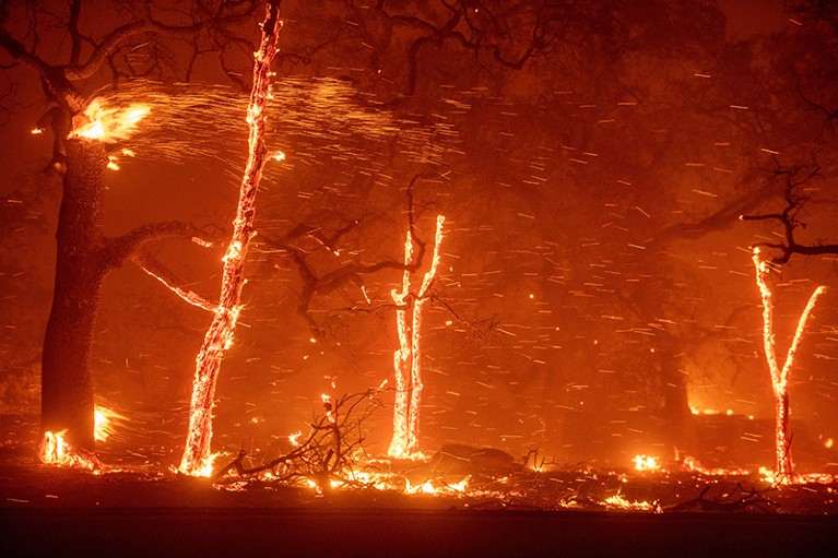 Picture of burning trees and flying embers in Paradise, California.