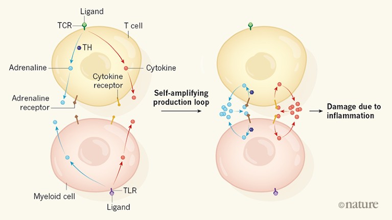 Calming the cytokine storm: Harnessing the power of stem cells to