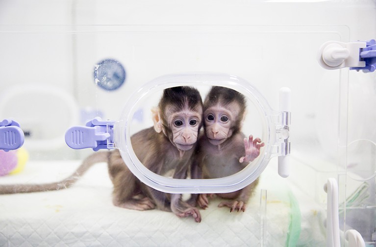 Two cloned macaques named Zhong Zhong and Hua Hua