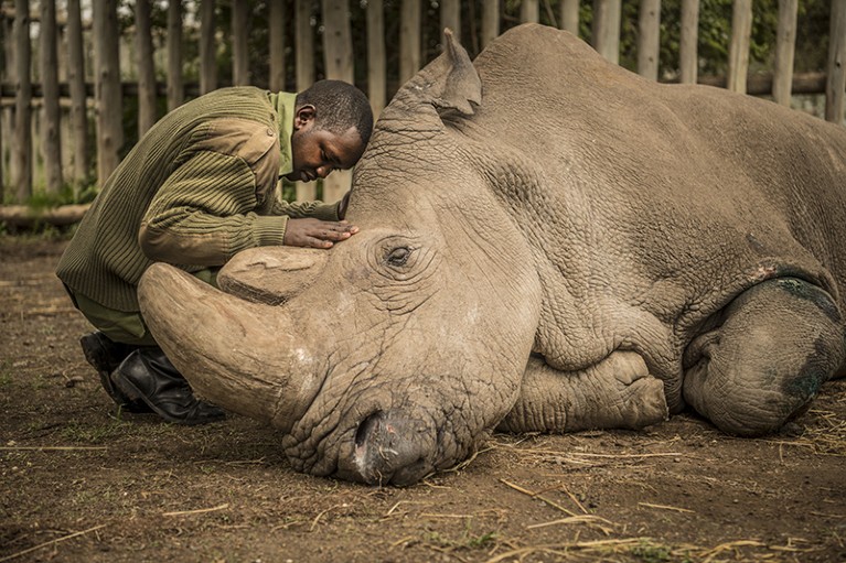 A wildlife ranger comforts Sudan, the last male northern white rhino, as it dies
