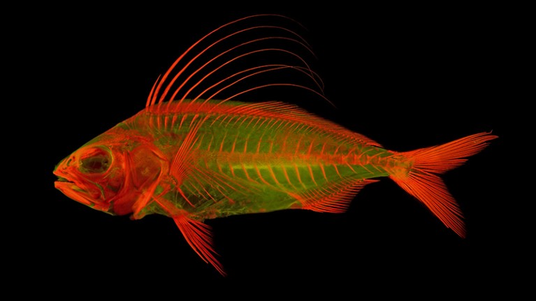 Cleared-and-stained Roosterfish (Nematistius pectoralis) fluorescing under high-energy light.