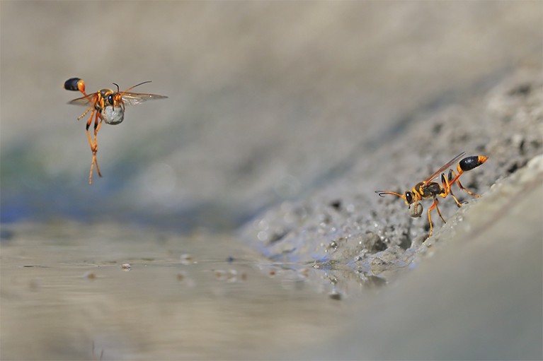 2 Mud-rolling mud-dauber wasps, right - rolling mud, left - flying with mud ball. Credit Georgina Steytler/WPY 2018