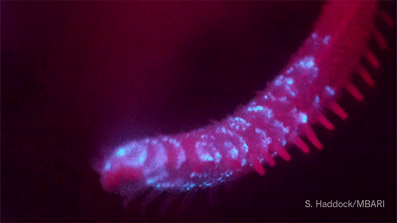 When stimulated, this sea cucumber, Pannychia moseleyi, produces a frenzy of bioluminescent light over its epidermis.