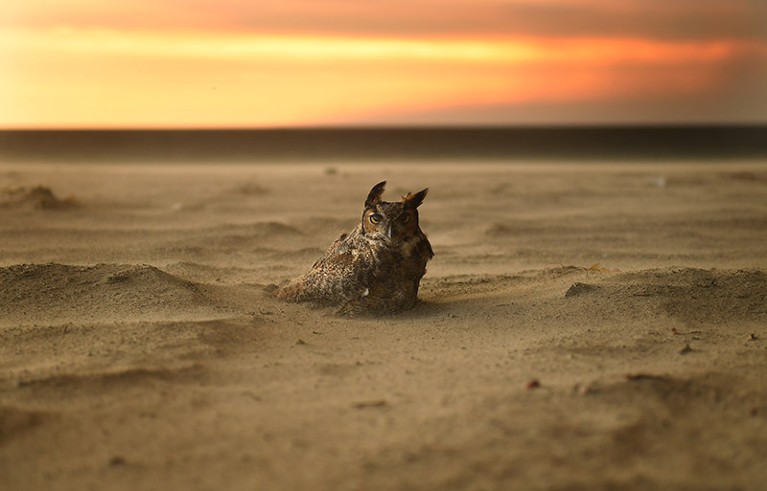 An owl sits on the beach in Malibu as the Woolsey Fire approaches