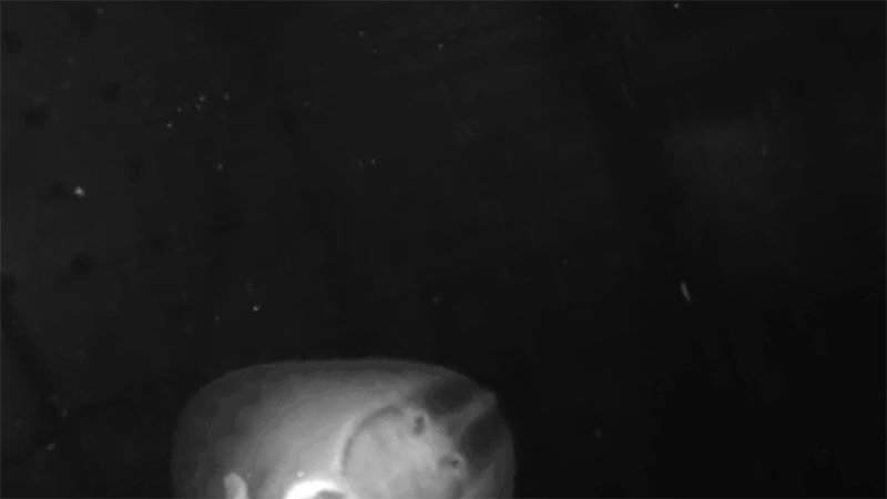 Black and white looping video of a Skate Leucoraja hatchling walking on stubby legs. Filmed from underneath through a glass tank