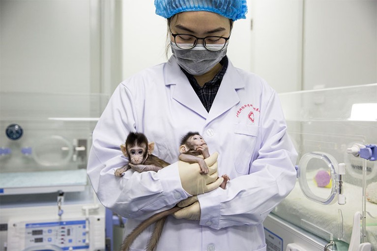 A researcher holds the genetically identical cloned monkeys Zhong Zhong and Hua Hua