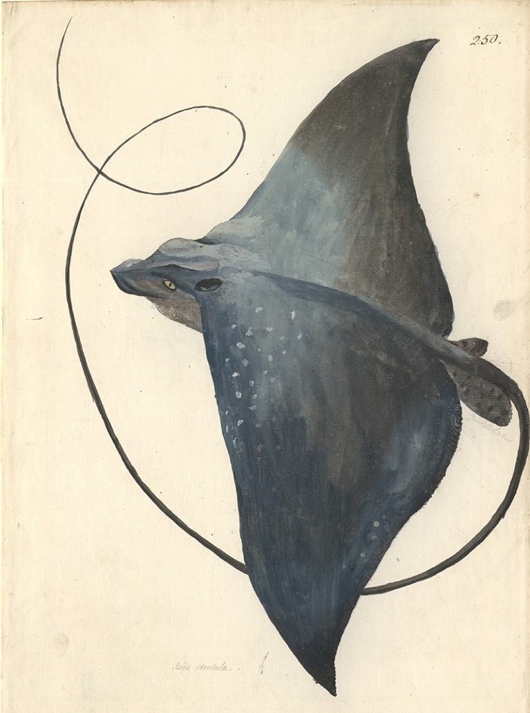 Watercolour painting of a devilfish by George Forster