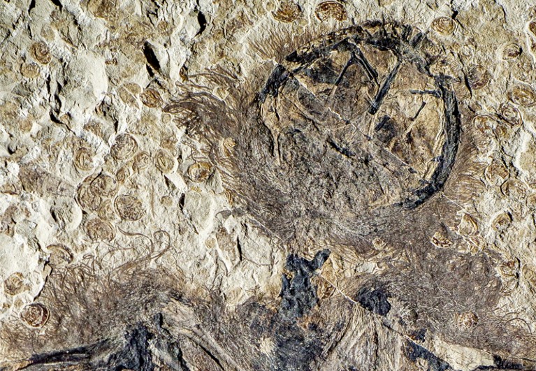Hairs on pterosaur fossil