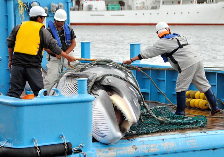 A minke whale being unloaded from boat