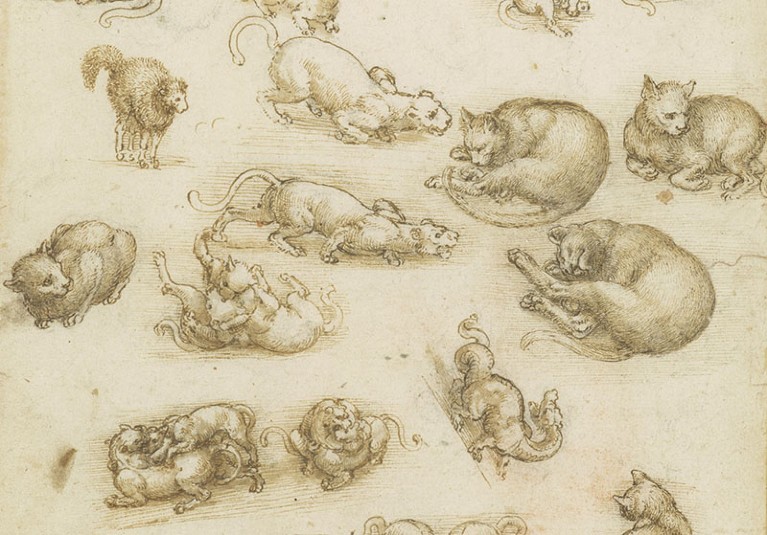 Cats, lions, and a dragon c.1513-18 by Leonardo Da Vinci. Pen and ink with wash over black chalk